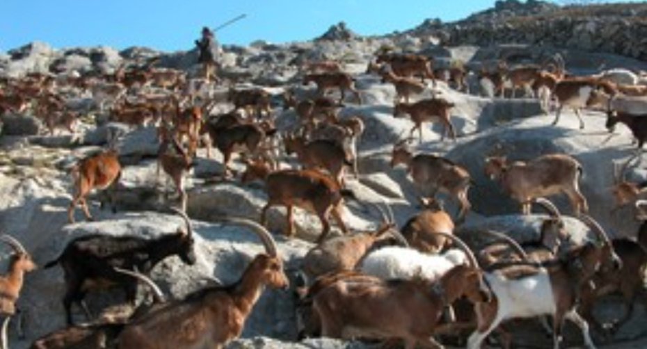 Shepherd leads a flock of wild goats